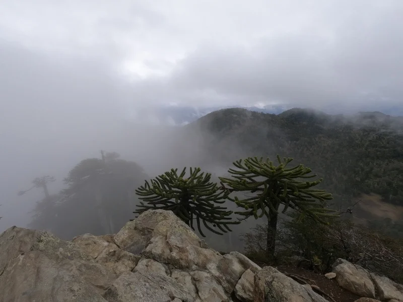 Mirador Melidekiñ en el Santuario El Cañi
