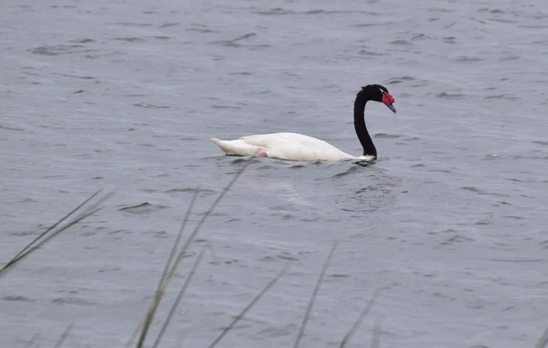Aves silvestres en las aguas del Lago Budi