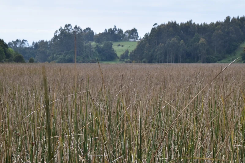 Ruka y experiencia de turismo mapuche-lafkenche en el Lago Budi