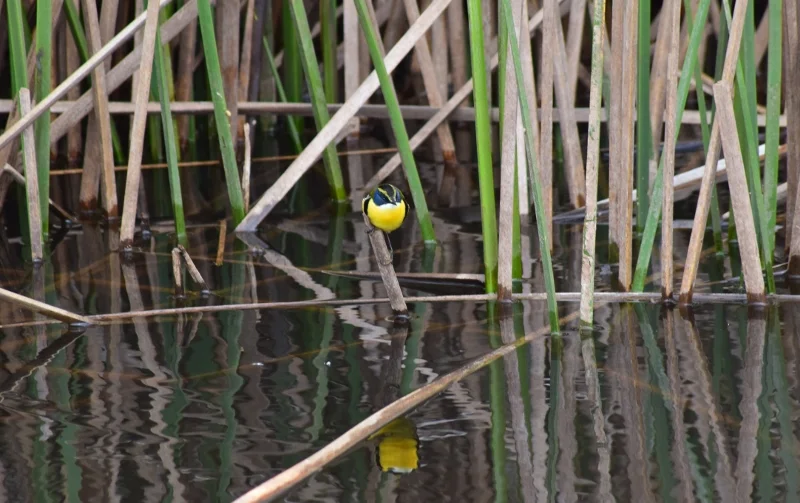Avifauna del Lago Budi en la costa de La Araucanía