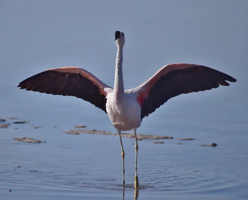 Primer plano de un flamenco en el Salar de Atacama