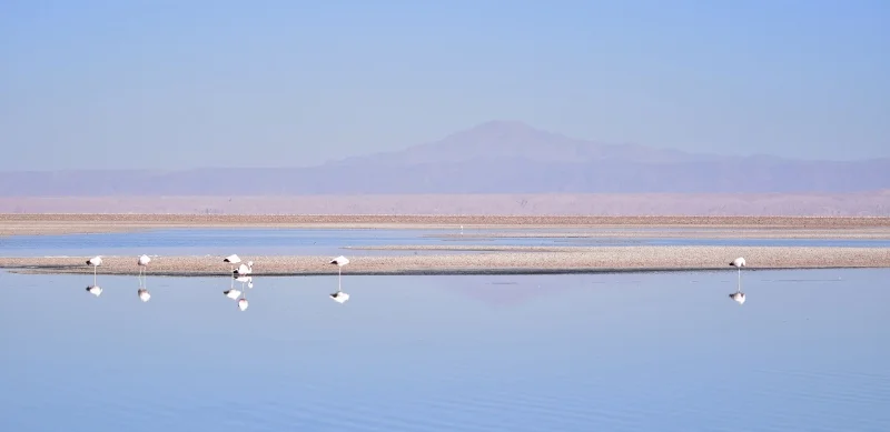 Paisaje panorámico de Laguna Chaxa y el Salar de Atacama