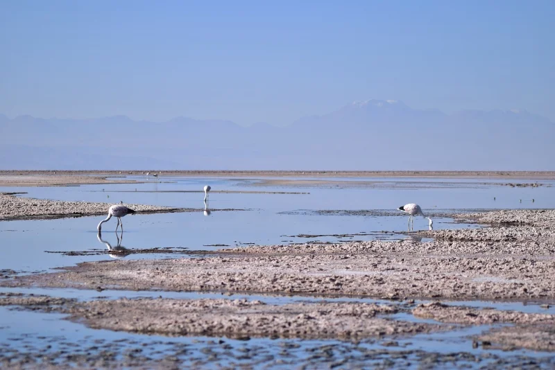 Costras de sal y lagunas someras en el sector Soncor