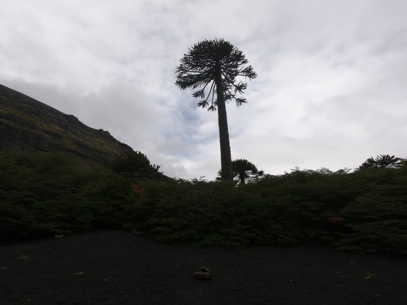 Sendero Sierra Nevada