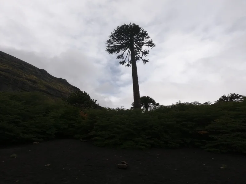 Bosque de araucarias del Sendero Sierra Nevada