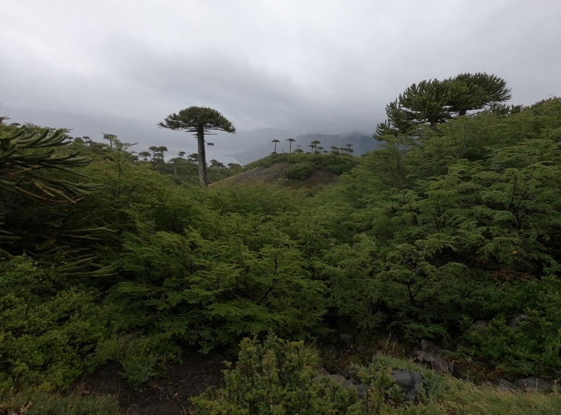 Sendero Sierra Nevada