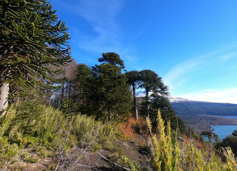 Sendero Sierra Nevada