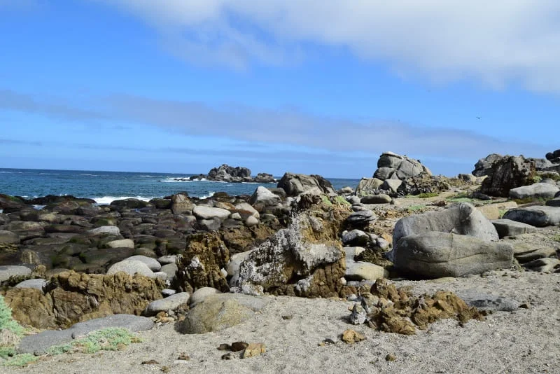 Pingüinos de Humboldt observados a distancia desde el bote