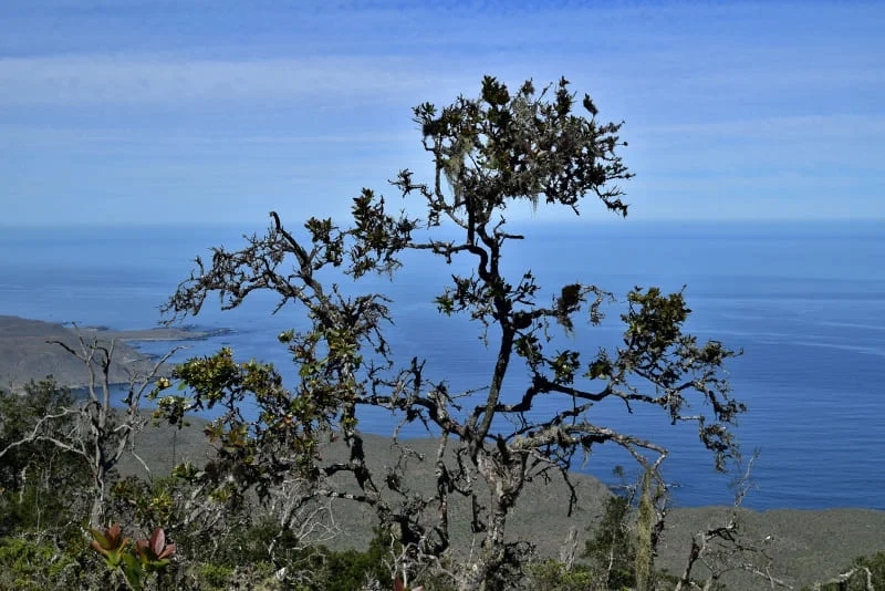Detalle de hojas y vegetación del bosque siempreverde de Fray Jorge