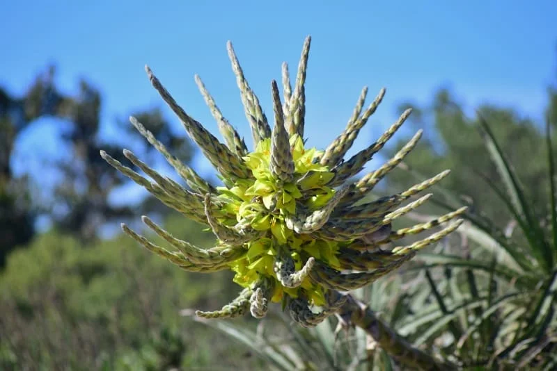 Bosque relicto de Fray Jorge cubierto por vegetación siempreverde
