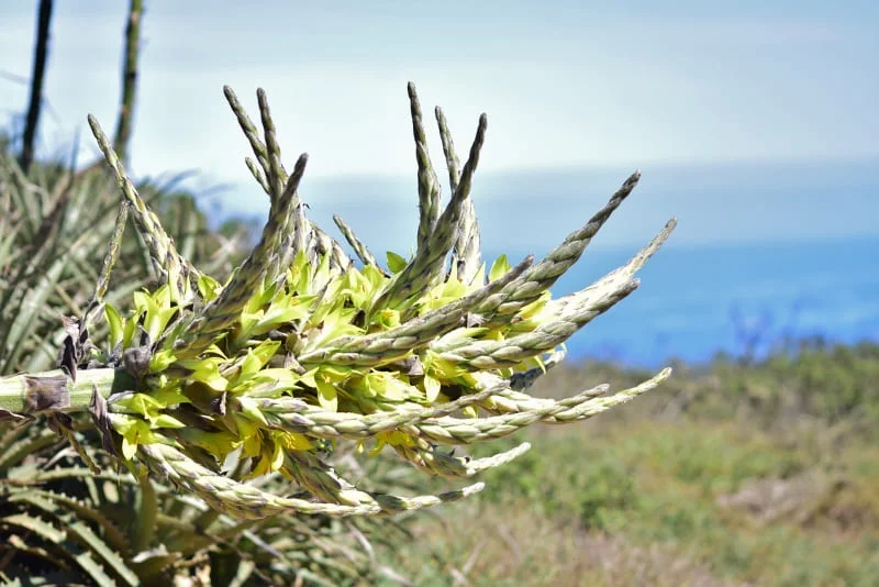 Sendero interpretativo dentro del bosque relicto de la Región de Coquimbo